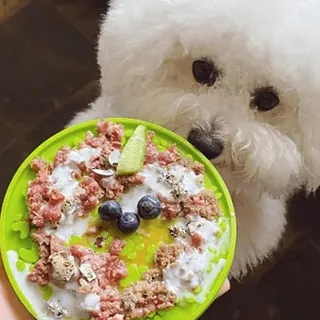 Un bichón frisé mira su plato con carne picada cruda, crema blanca, arándanos, huevos de codorniz y una rodaja verde, preparado por una alumna del curso