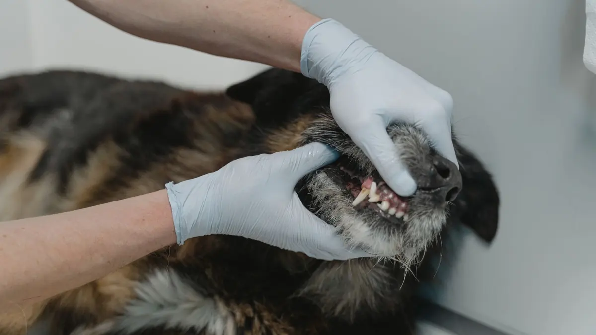 Dos manos con guantes abren la boca de un perro y dejan ver sus dientes