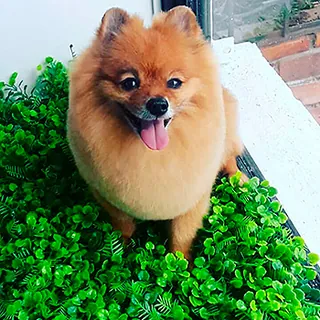 Un perro pequeño de pelo naranja y esponjoso, con la lengua afuera, sobre plantas verdes