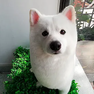 Un perro blanco de pelo esponjoso y orejas paradas, sentado