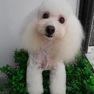 Un caniche blanco de pelo esponjoso, parado sobre plantas verdes