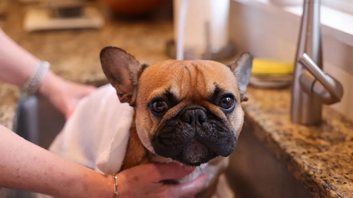 Un bulldog francés de pelo marrón claro, con un paño blanco sobre los hombros, mira a la cámara en el fregadero de una cocina mientras dos manos lo sostienen