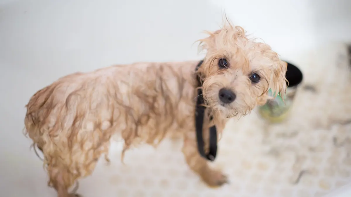 Un perro pequeño de pelo claro y mojado, con un collar negro, de pie en una bañera blanca, mira a la cámara