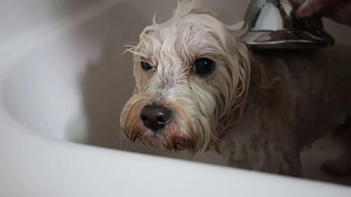 Un perro de pelo claro y mojado, dentro de una bañera blanca, mira de frente mientras una mano le acerca la ducha