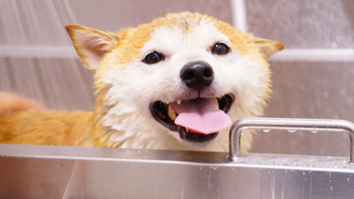 Un perro de pelo naranja y blanco, mojado y con la lengua afuera, asoma por el borde de una tina de acero inoxidable mientras cae agua de una ducha