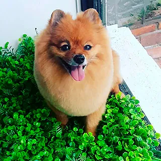 Un perro naranja de pelo esponjoso, ya arreglado, con la lengua afuera
