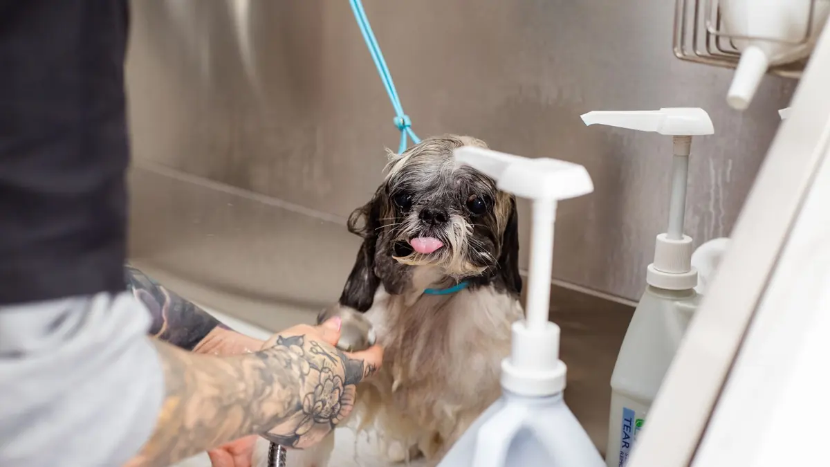 Un shih tzu mojado, de pie en la tina, con la lengua afuera, mientras una persona con tatuajes en el brazo le sostiene una pata