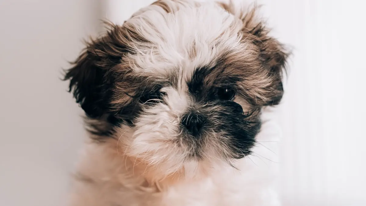 Primer plano de un cachorro de shih tzu blanco, marrón y negro, con el pelo esponjoso, que mira a la cámara