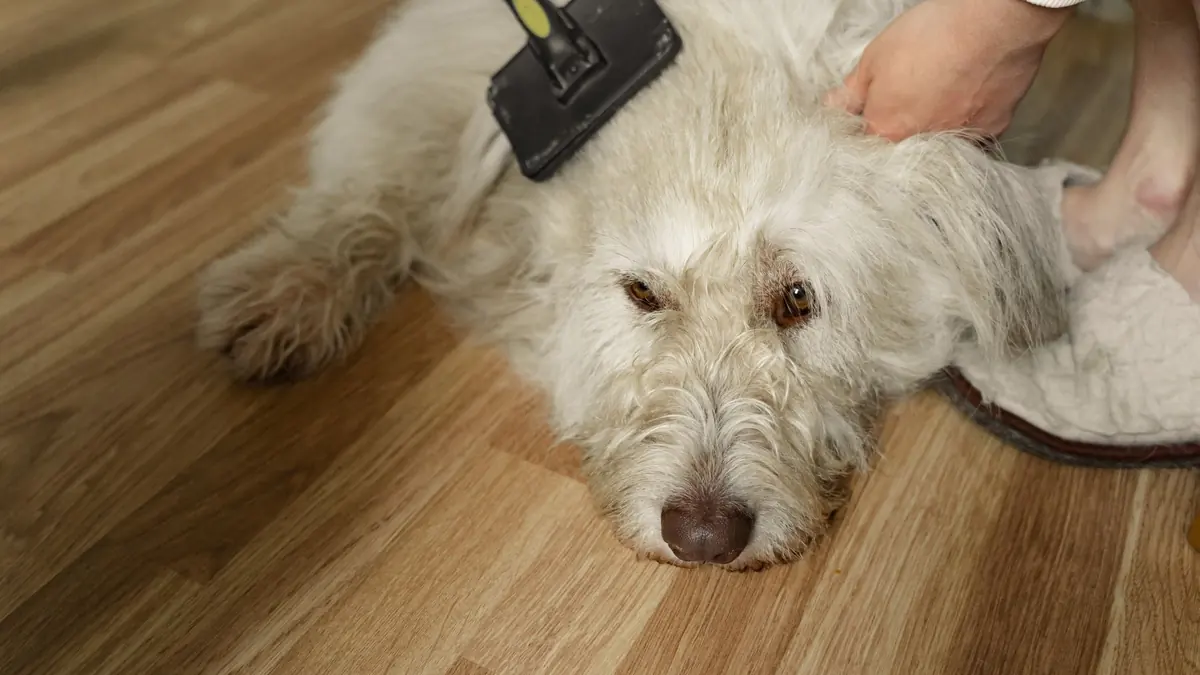 Una persona cepilla con un cepillo negro a un perro de pelo largo y blanco, echado sobre el piso de madera de su casa