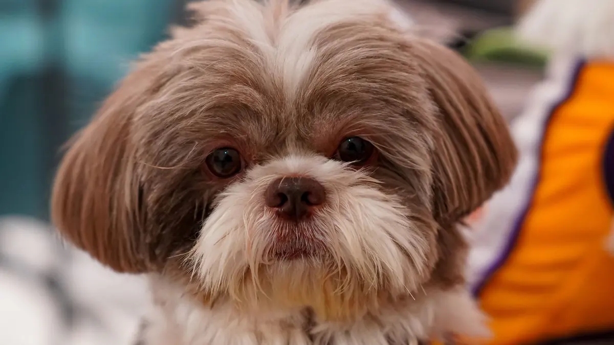 Primer plano de un shih tzu de pelo marrón y blanco, con ojos grandes y oscuros, que mira de frente