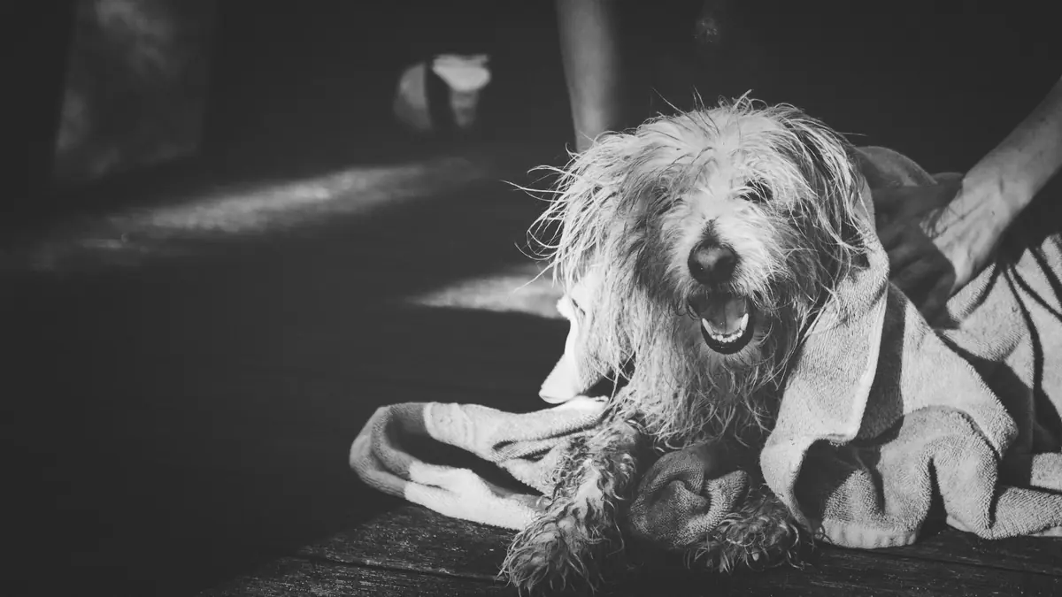 Un perro de pelo largo y mojado, con una toalla sobre el lomo, bosteza mientras una mano lo sostiene, en blanco y negro