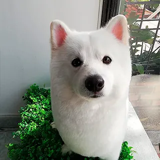 Perro blanco de orejas erguidas y pelo parejo, sentado sobre césped sintético