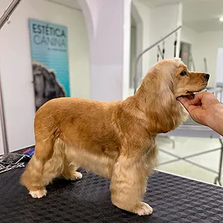 Un cocker spaniel dorado terminado sobre la mesa de peluquería