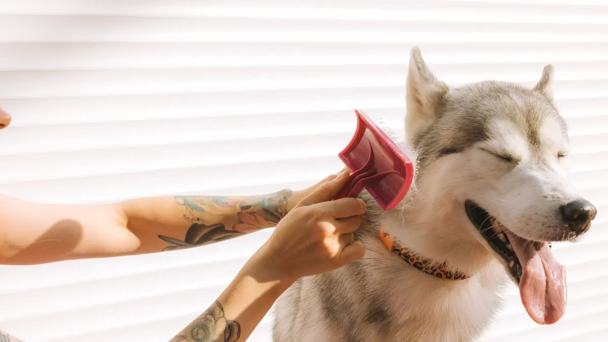 Un perro de pelo gris y blanco, con los ojos cerrados y la lengua afuera, mientras una persona le pasa un cepillo rosa por el cuello