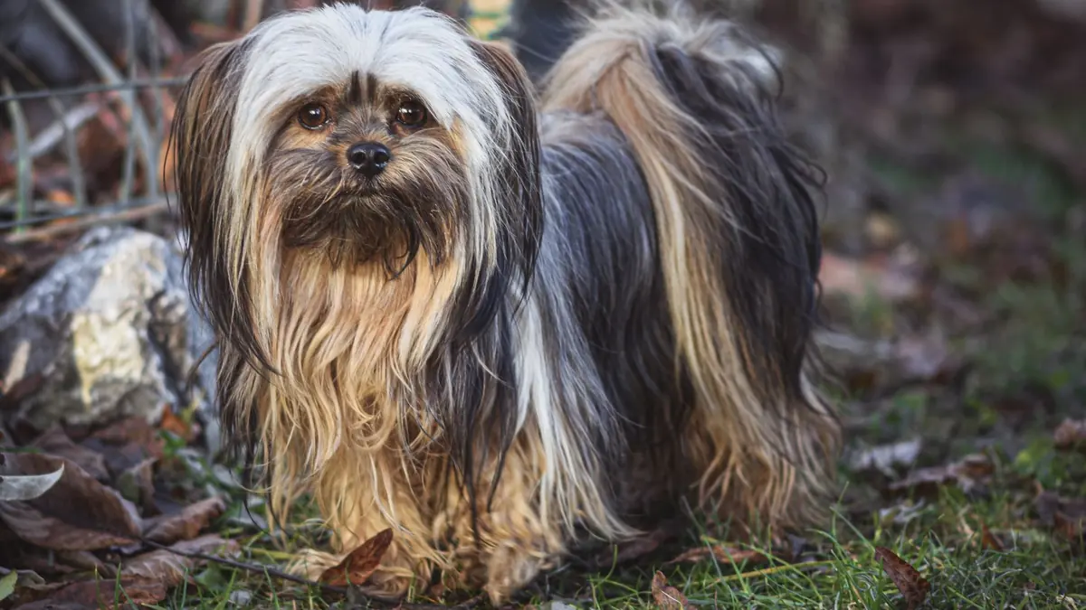 Un perro de pelo largo y liso, que le enmarca la cara y le cuelga a los costados, parado entre hojas secas