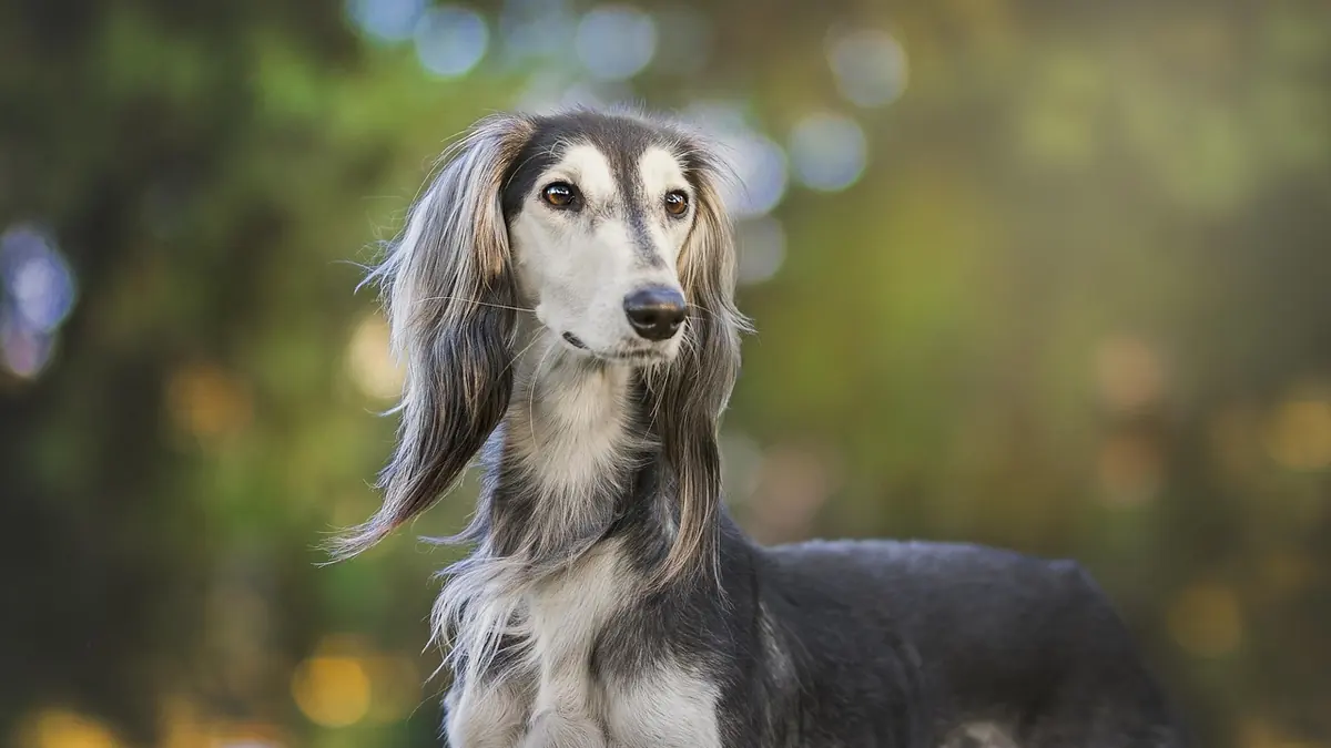 Un perro esbelto de orejas cubiertas de pelo largo y sedoso, de pie en un jardín, mirando hacia un costado