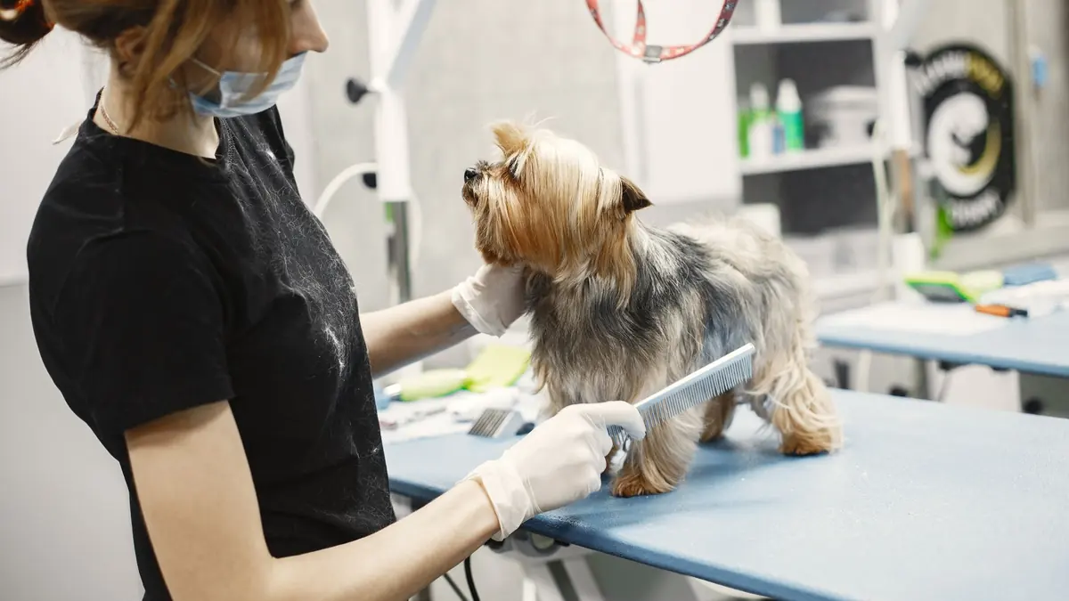 Una peluquera con guantes y mascarilla pasa un peine de metal por el pelo largo de un yorkshire, que está de pie sobre la mesa de peluquería