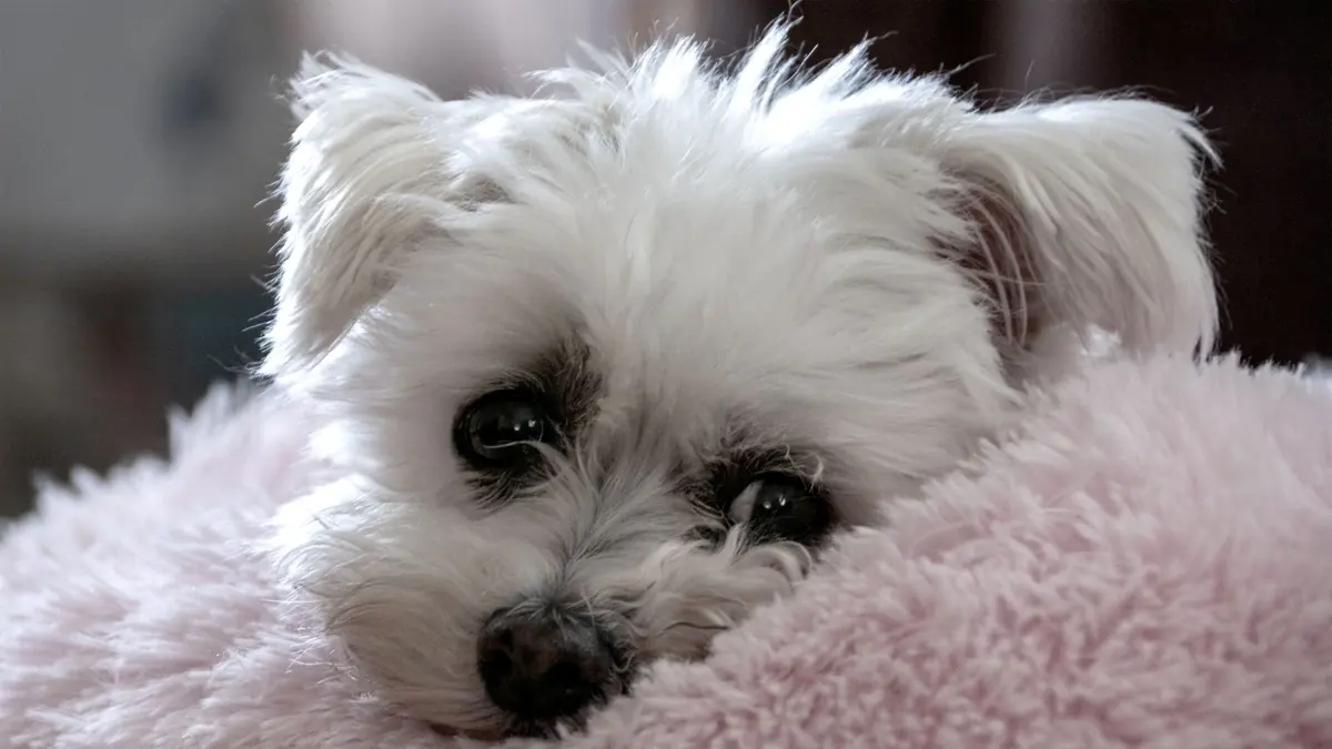 Cabeza de un perro blanco apoyada en un cojín rosa