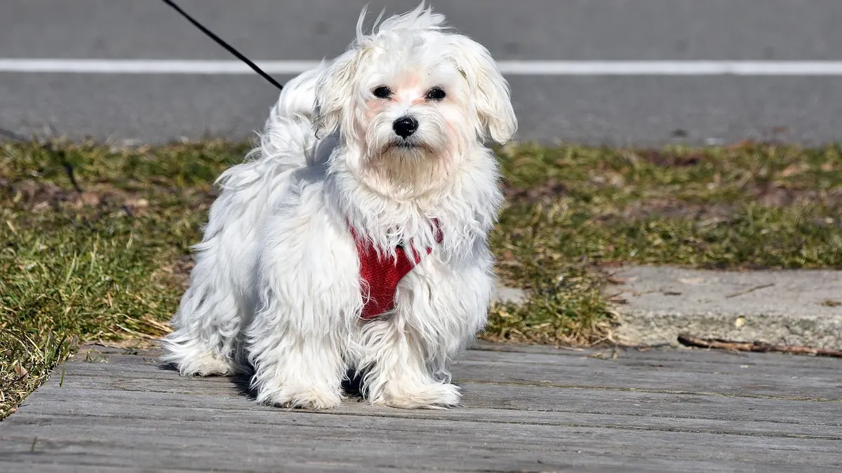 Perro blanco de pelo largo con un arnés rojo
