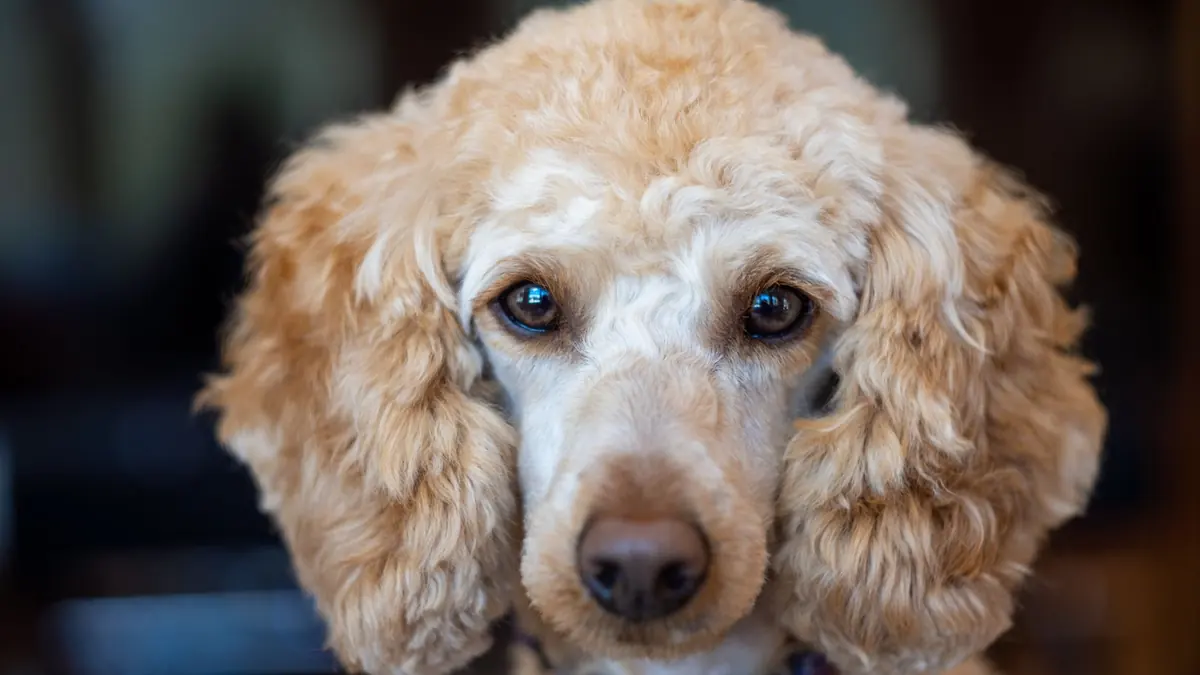 Primer plano de un caniche color damasco que mira de frente, con el hocico de pelo corto y las orejas cubiertas de rizos largos