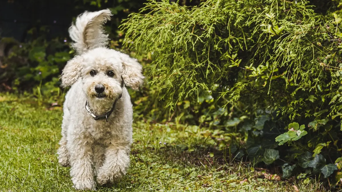 Un perro blanco de pelo rizado camina hacia la cámara sobre el césped