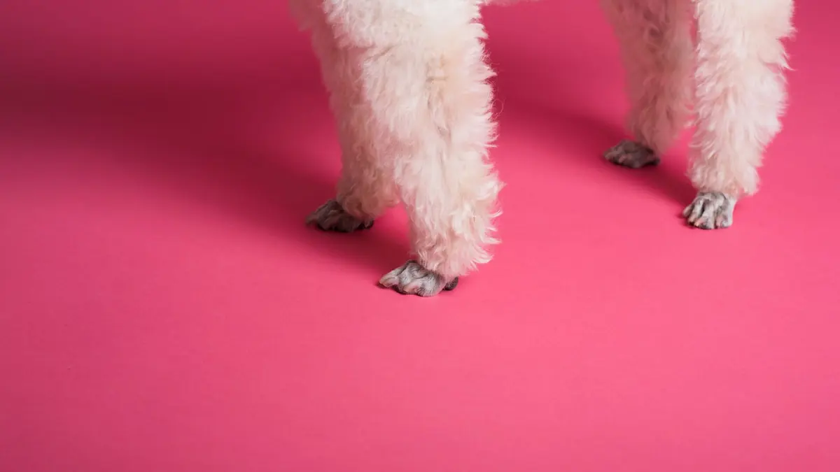 Las patas esponjosas de un perro de pelo claro y rizado sobre un fondo rosa