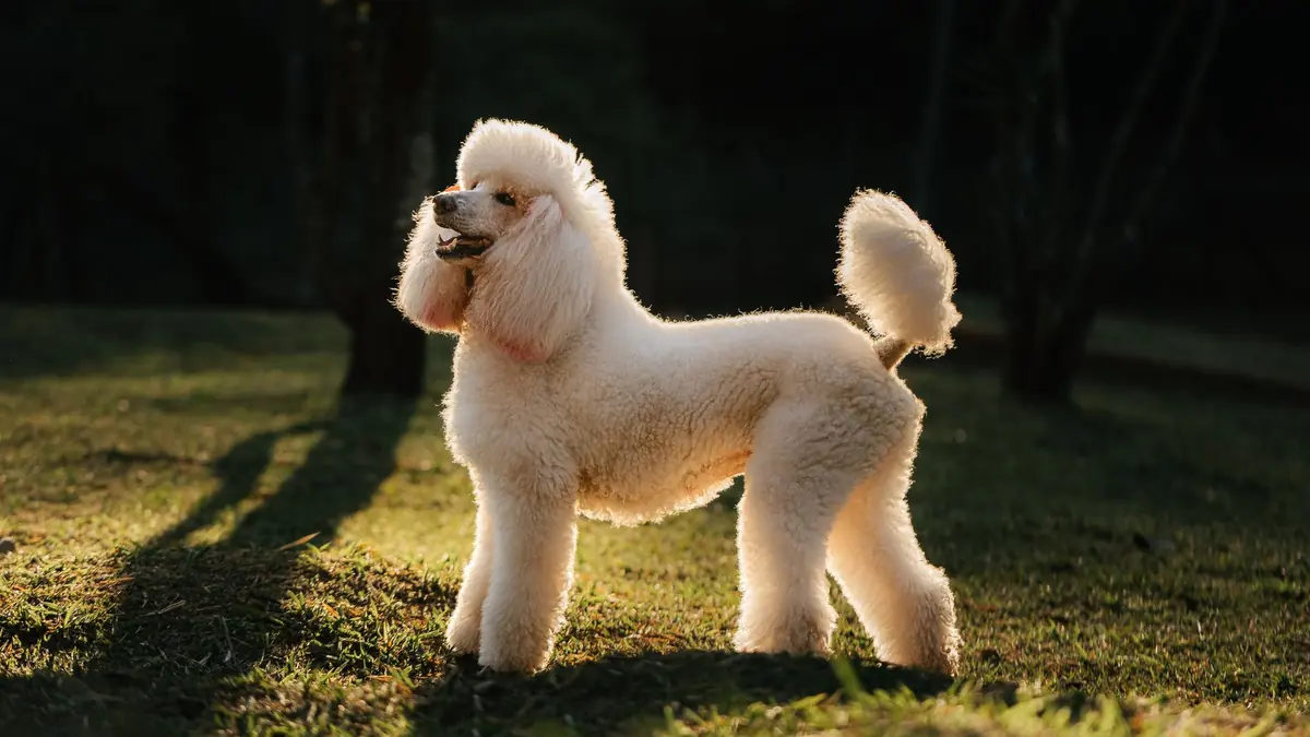 Un caniche color crema visto de perfil en un parque, con luz de contraluz, el cuerpo y las patas con pelo y un pompón en la cola