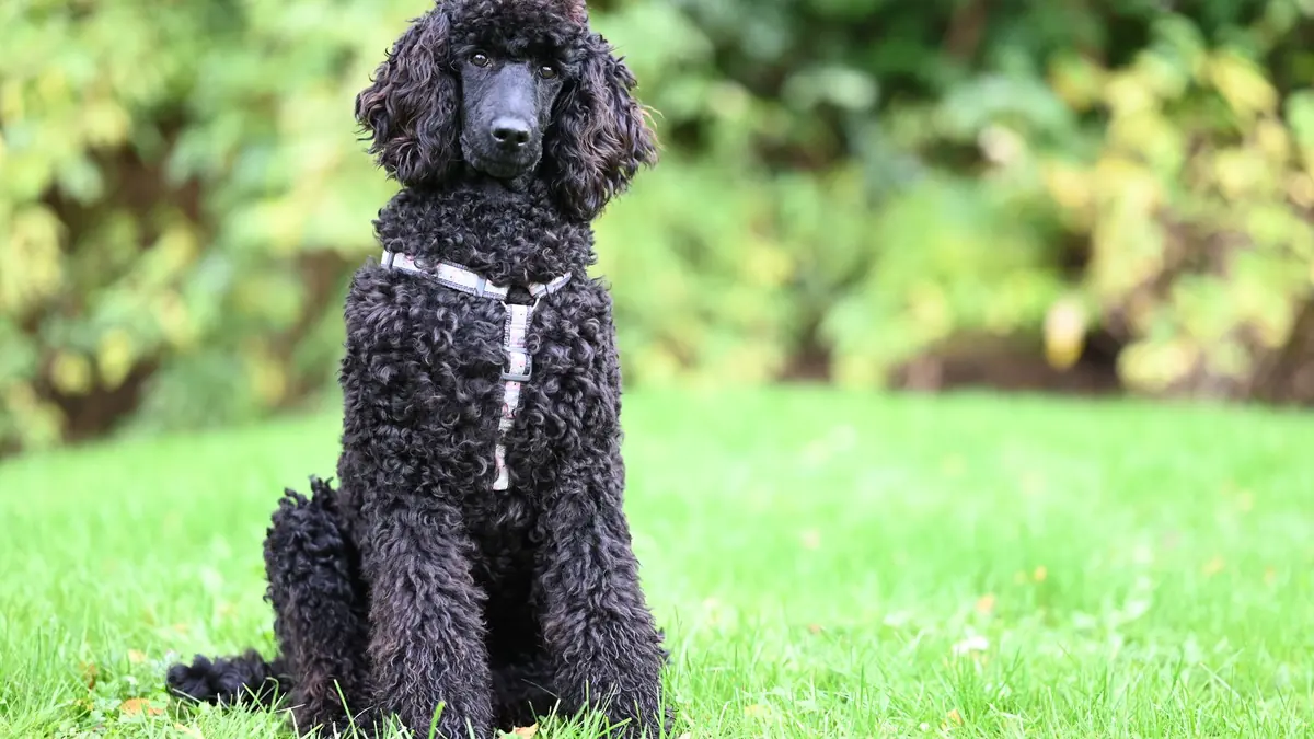 Un caniche negro de pelo rizado sentado en el césped, con un arnés claro