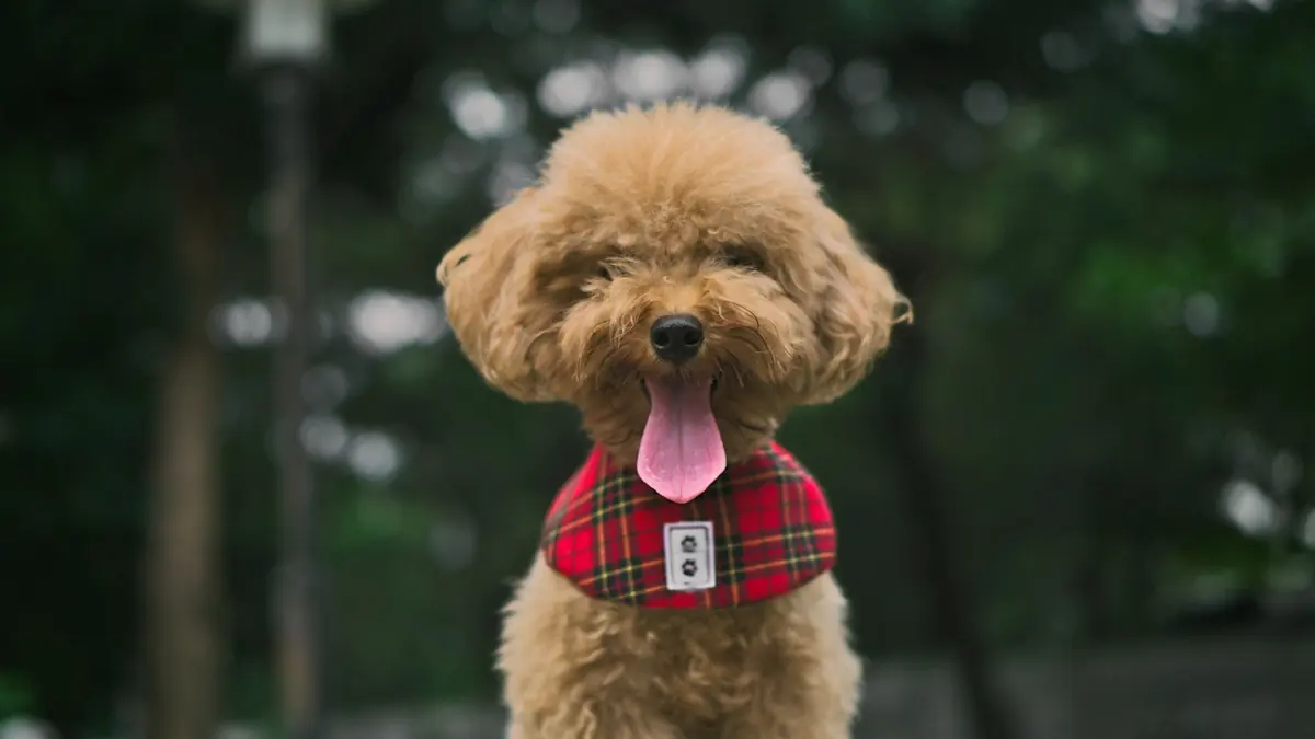 Un caniche marrón claro mira de frente con la lengua afuera y un pañuelo a cuadros rojos