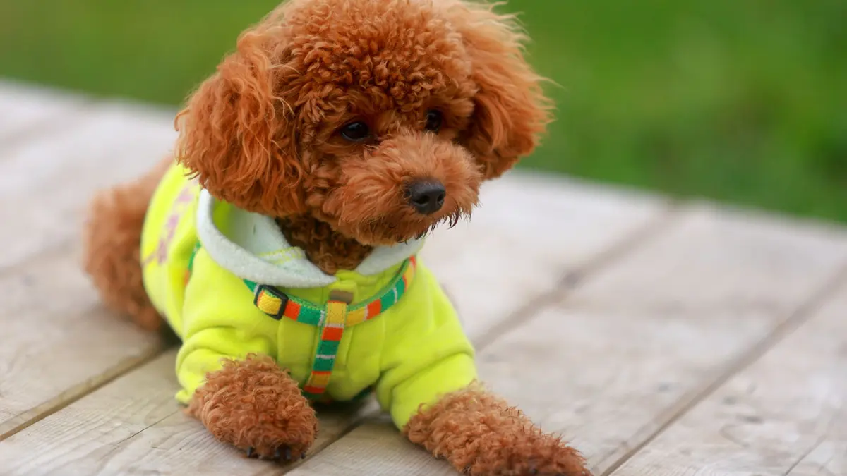Un caniche rojizo echado sobre una tarima de madera, con un abrigo amarillo y verde