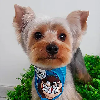 Un yorkshire con un pañuelo azul, de cara recortada