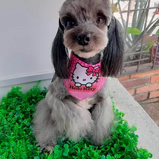 Perro gris de orejas largas y caídas, con un pañuelo rosa