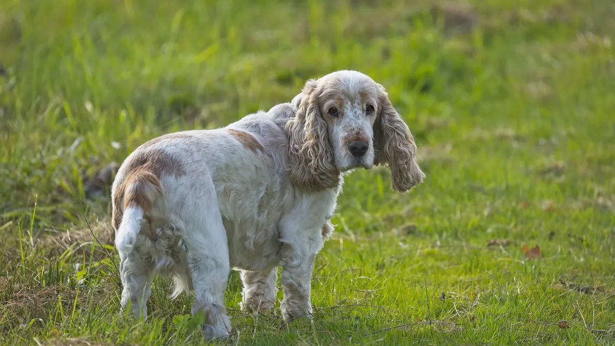 Cocker Perro Cómo cortar el pelo a un cocker spaniel en casa, por zonas
