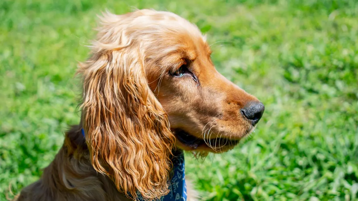 Un cocker spaniel dorado de perfil, con una oreja larga de pelo ondulado y un pañuelo azul al cuello