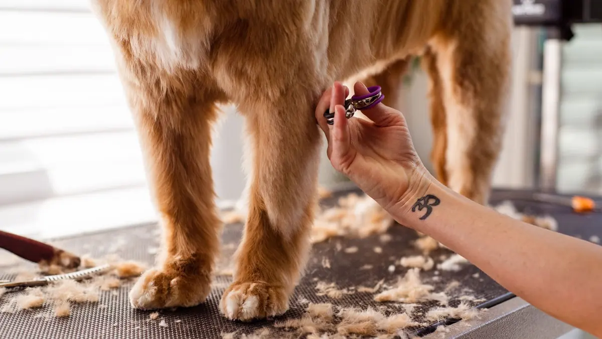 Una mano recorta con tijera el pelo de la pata de un perro dorado, parado sobre la mesa de peluquería