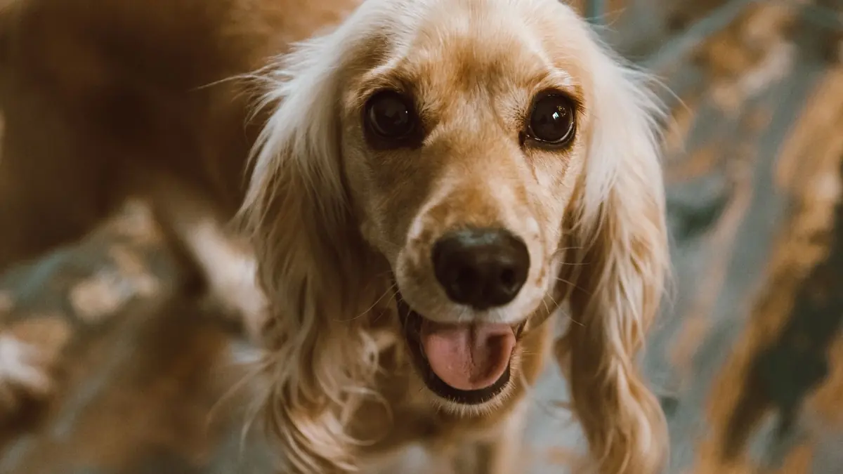 Cocker Perro Cómo cortar el pelo a un cocker spaniel en casa, por zonas