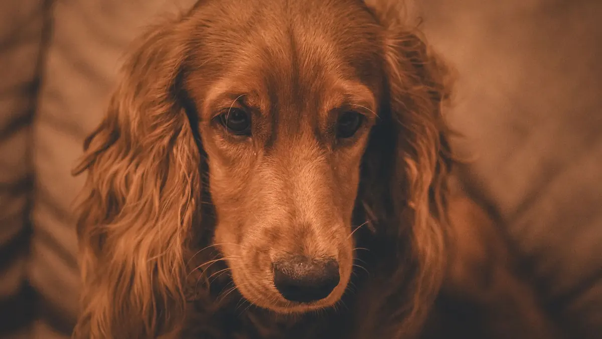 Cómo cortar el pelo a un cocker spaniel en casa, por zonas