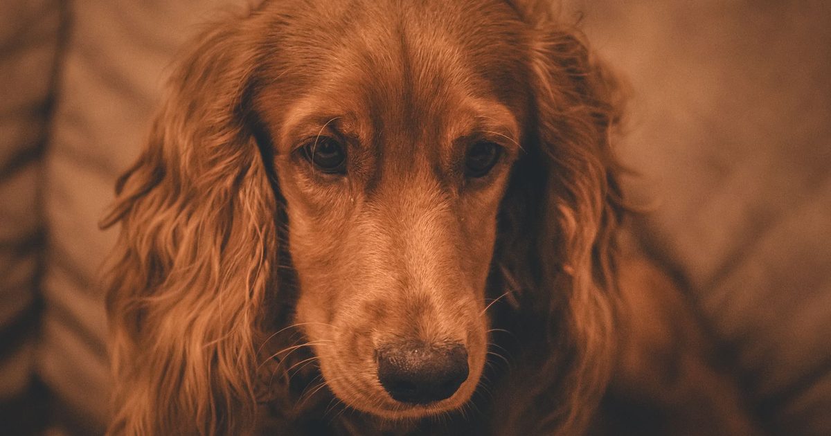 Cocker Perro Cómo cortar el pelo a un cocker spaniel en casa, por zonas