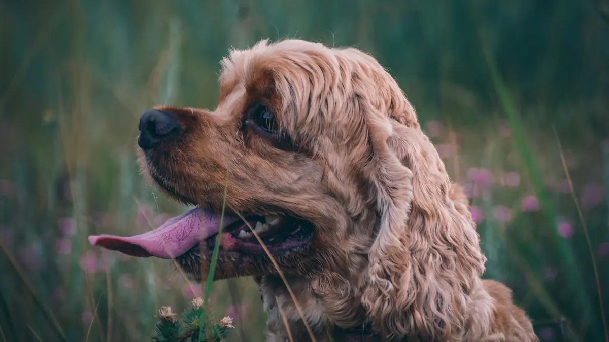 Cómo cortar el pelo a un cocker spaniel en casa, por zonas
