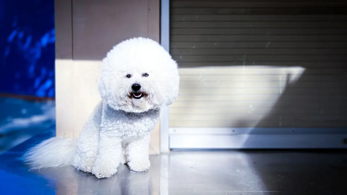 Un bichón frisé blanco con la cabeza recortada en forma redonda