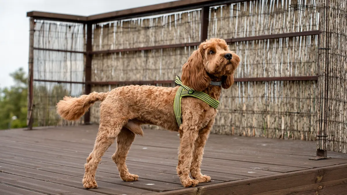 Un perro marrón de pelo rizado con el cuerpo y las patas recortados al mismo largo
