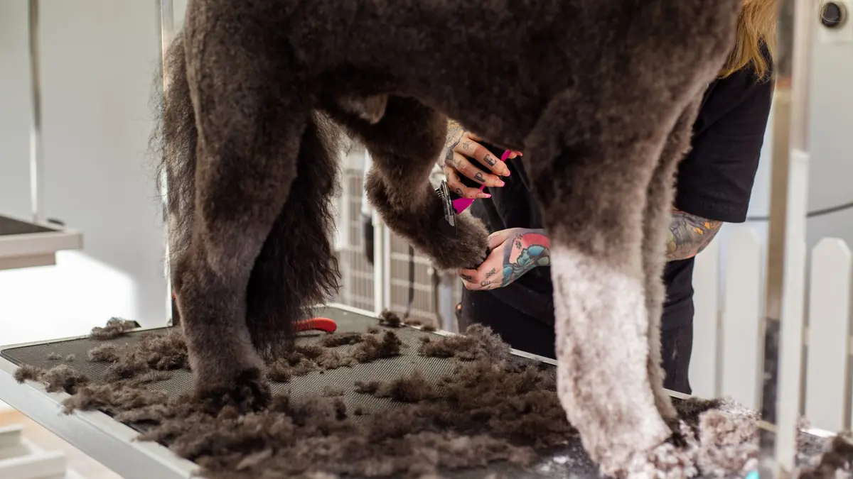 Una peluquera trabaja las patas de un perro grande de pelo rizado sobre la mesa