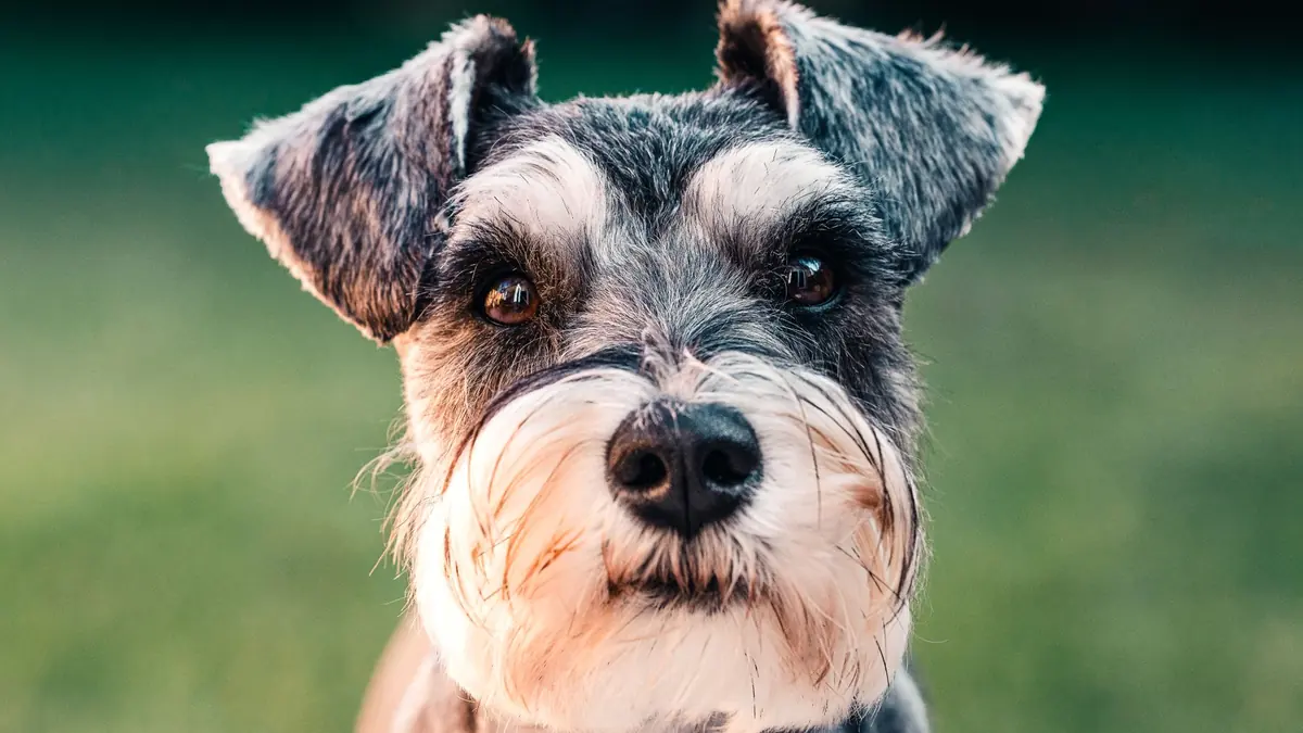 Primer plano de un schnauzer con las cejas y la barba largas