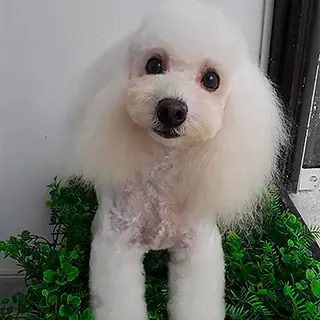 Un poodle (caniche) blanco ya arreglado