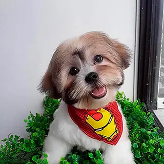 Un shih tzu con la carita recortada y un pañuelo rojo