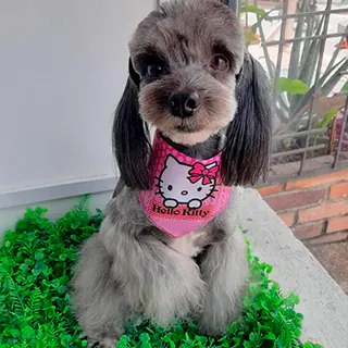 Un perrito gris de pelo rizado, ya arreglado, con un pañuelo rosa