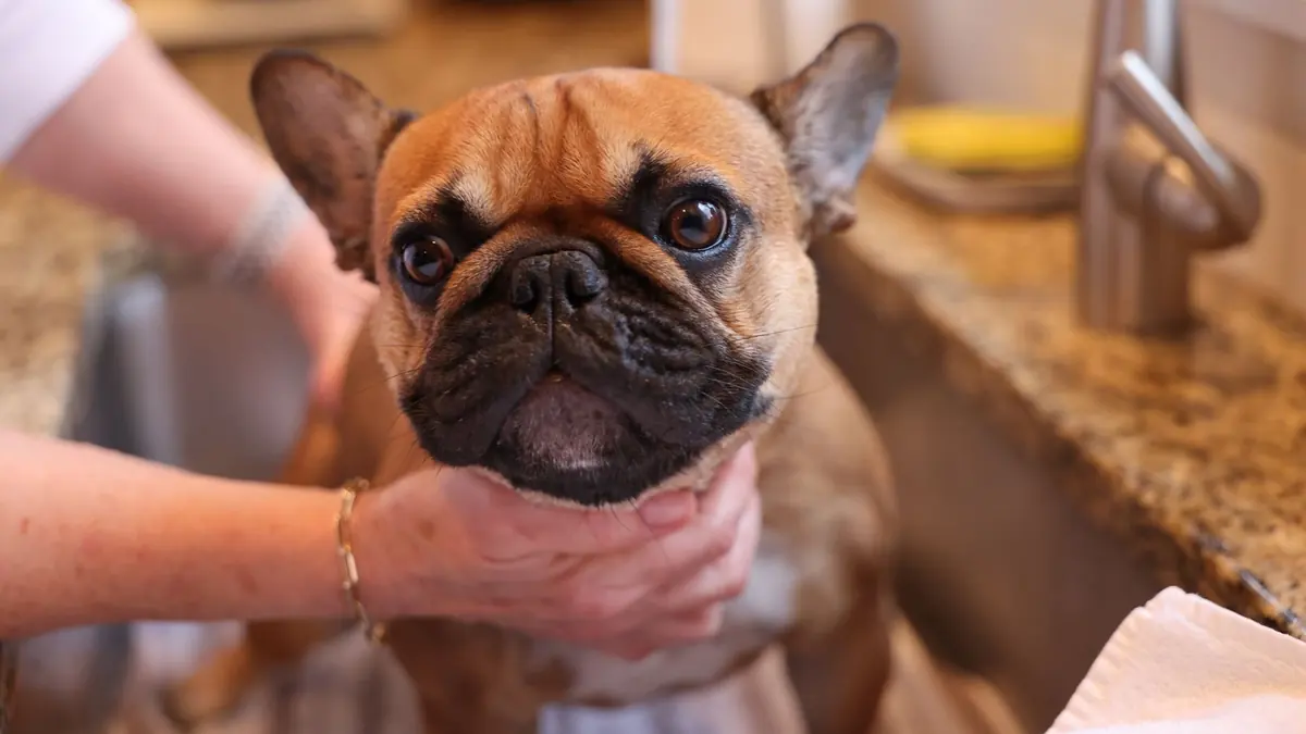 Un bulldog francés recibe su baño en el fregadero de la cocina
