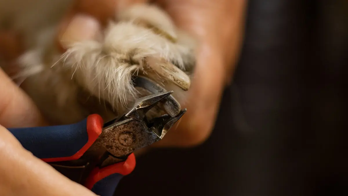 Primer plano de un cortaúñas en la uña de un perro