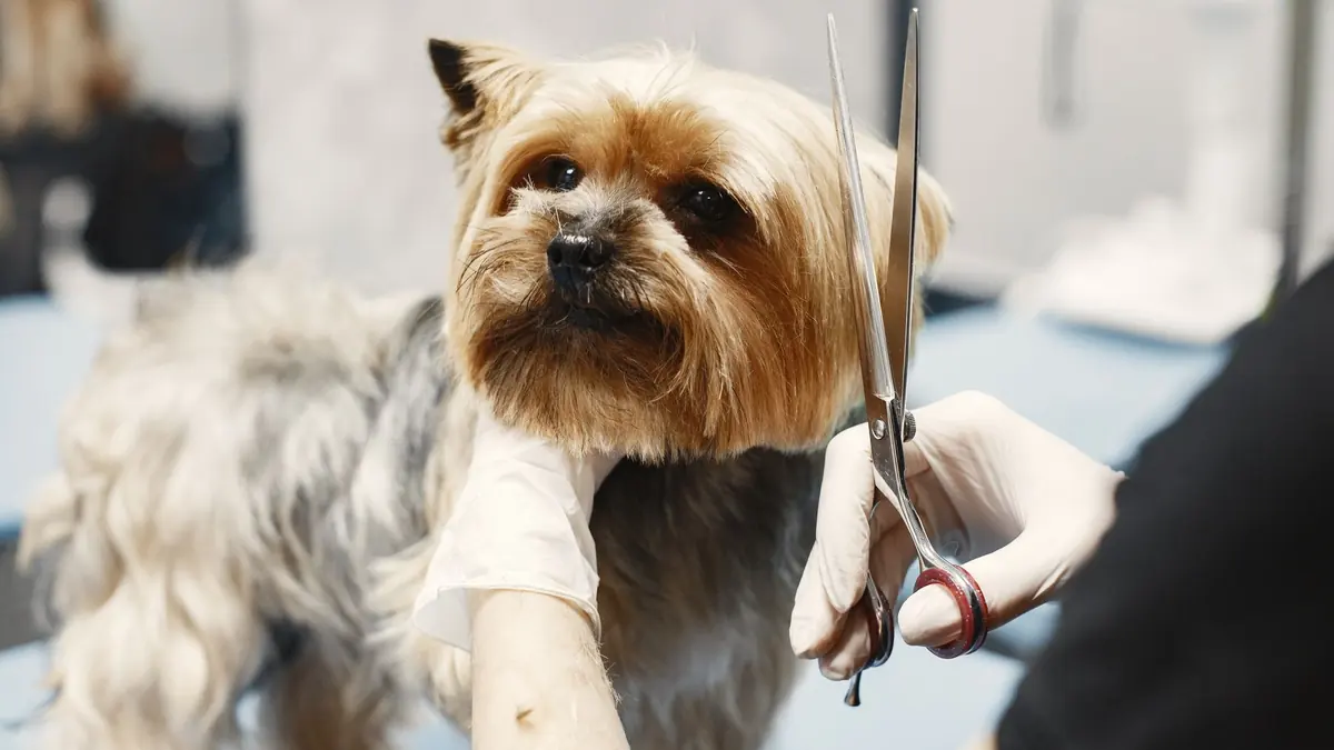 Un yorkshire terrier mira de frente con la barbilla apoyada en el antebrazo enguantado de la peluquera, mientras la otra mano sostiene una tijera en vertical a un costado de la cara