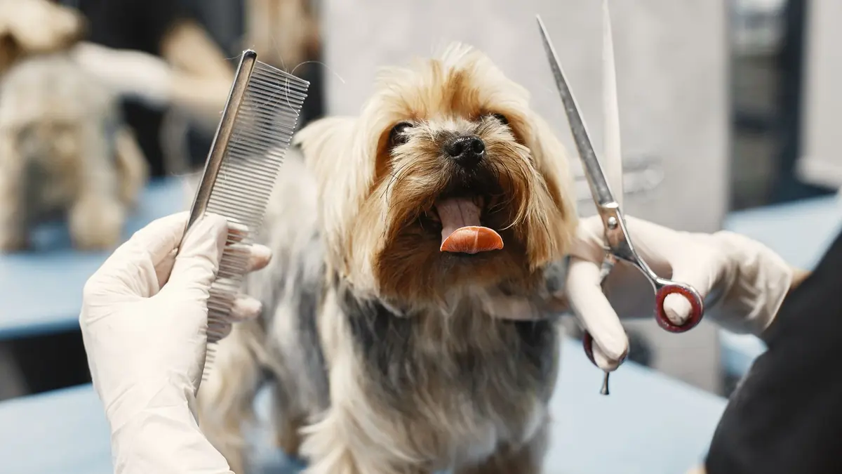 Un yorkshire terrier de pie sobre una mesa azul claro, con la lengua afuera, mientras una mano enguantada le muestra un peine y otra una tijera abierta